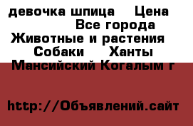 девочка шпица  › Цена ­ 40 000 - Все города Животные и растения » Собаки   . Ханты-Мансийский,Когалым г.